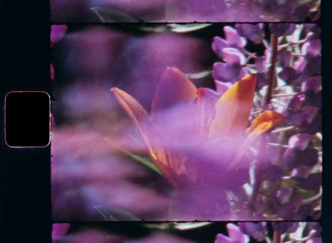 The garden is full of flowers