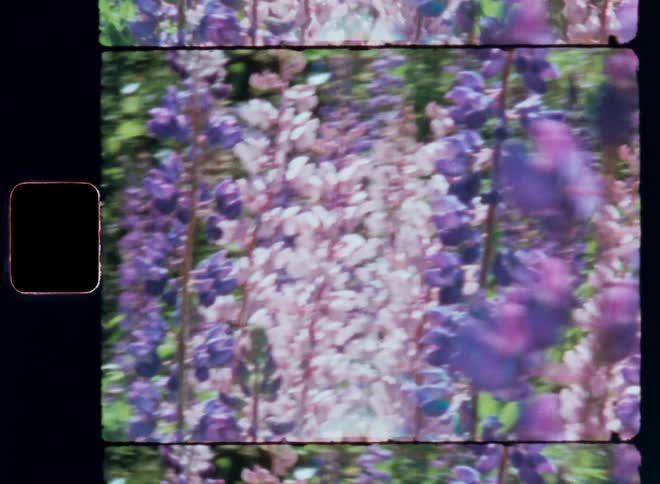 Close up of purple flowers in a garden