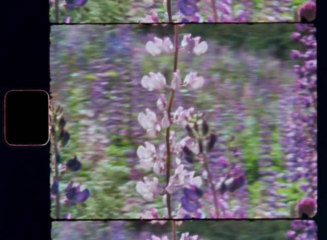 A field of lupine flowers in shades of purple and white
