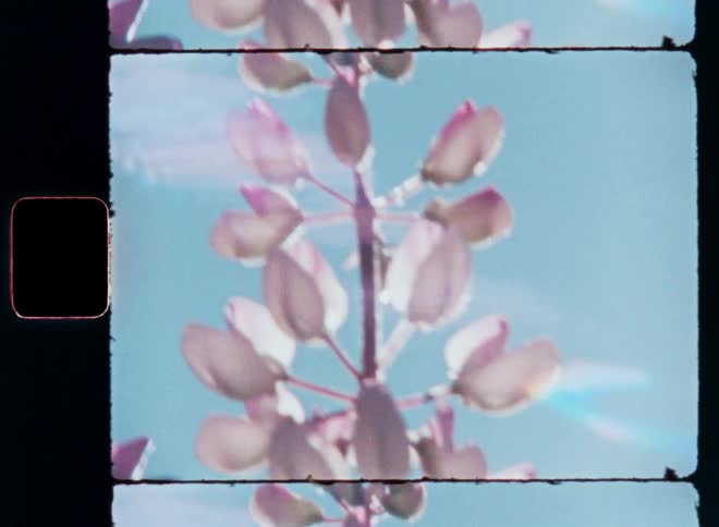 Close up of a flower with white and pink buds against a blue sky