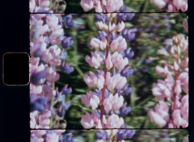 A close up clip of flowers