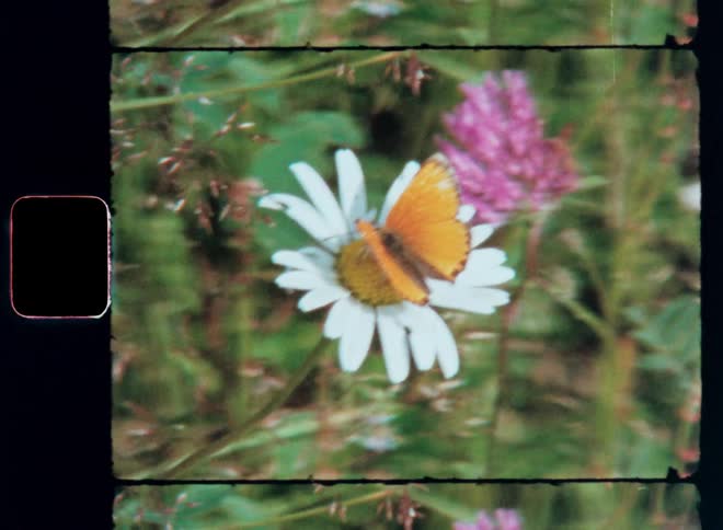 Orange winged butterfly on daisy flower