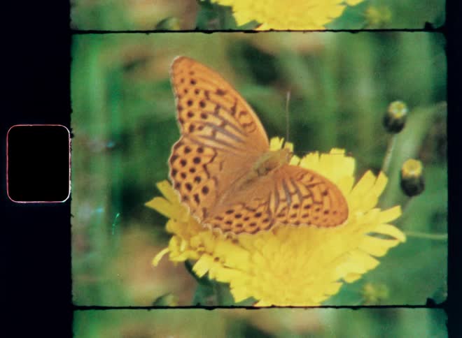 Orange spotted butterly pollinating on a yellow dandelion