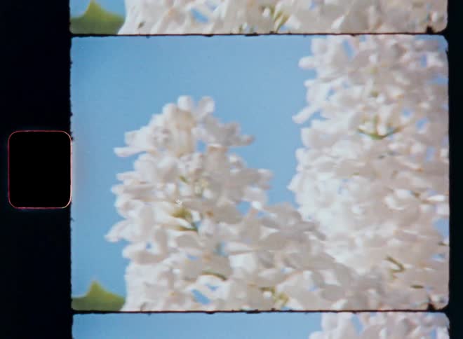 White flowers against a blue sky