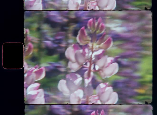 Close up of a flower with pink and white hue