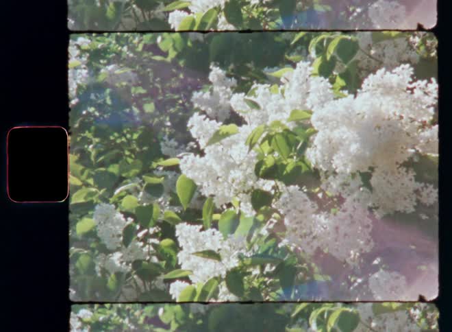 Close up of white flowers with green leaves and the reflection of the sun