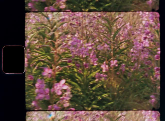 Dynamic hand-held Super 8 film footage of a field full of purple and pink fireweed flowers and green leaves illuminated by bright and warm sunshine causing glare and lens flare on a sunny and warm summertime evening
