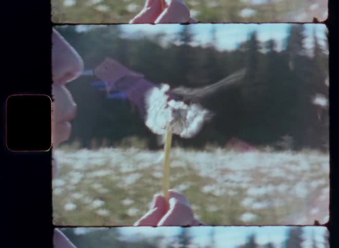 A woman blows on a dandelion in a field