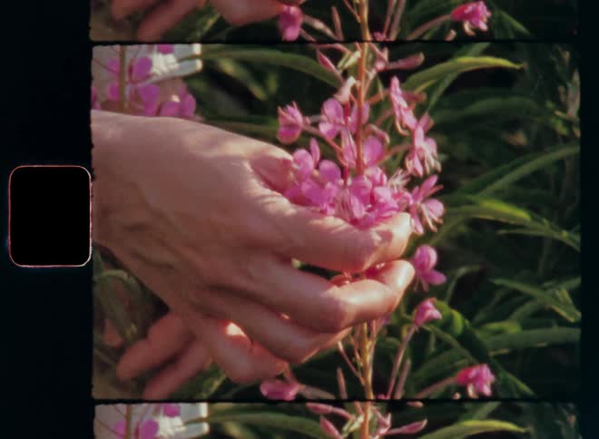 Super 8 mm close up clip of a young woman’s or girl’s hand touching a blossoming fireweed flower with pink petals in a gentle and tender way expressing love for Mother Nature while enjoying peaceful atmosphere in the garden on a sunny evening