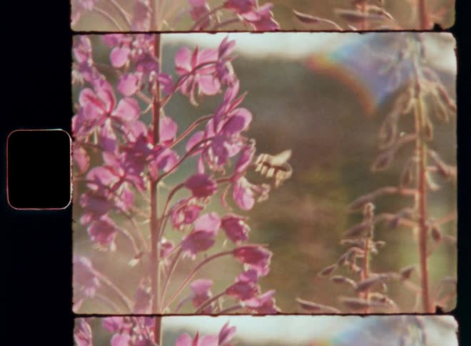 A small honey bee landing on a plant with many pink petals collecting pollen and nectar while pollinating the flowers in the wild fields of a healthy and intact ecosystem on vintage S8 film with bright sunshine on a sunny spring time day
