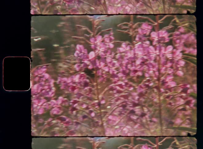 Handheld Super 8mm film close up clip of pink flowers with vibrant petals growing in a garden or field of wildflowers illuminated by the bright and warming sunshine while insects are flying through the air on a mild summer’s evening as the sun sets