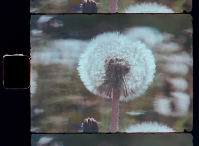 An old image of dandelion flowers with small white petals moving in the wind
