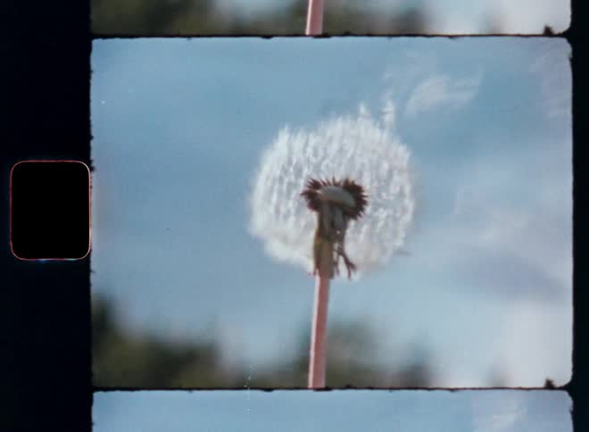 Close up of a person blowing up dandelion seeds on the wind