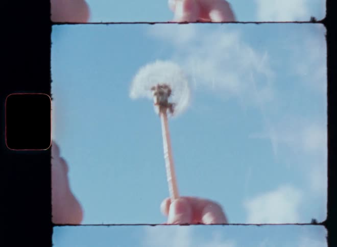A person is holding a dandelion flower while outdoors