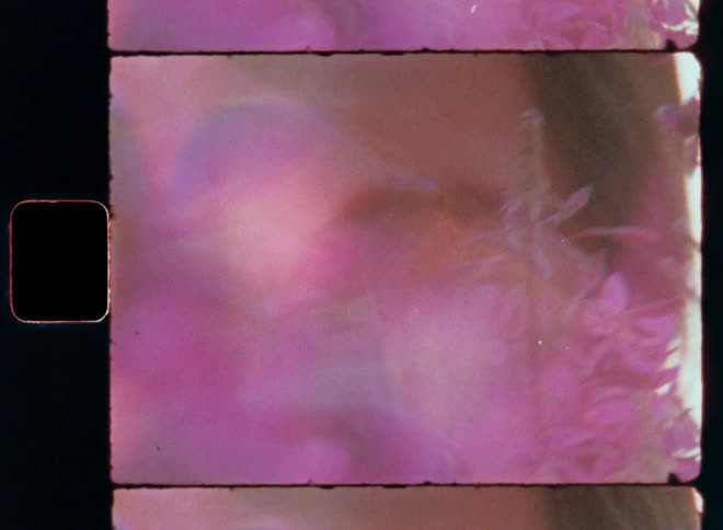 Close up of the face of a young brunette woman with beautiful brown eyes obscured by wild flowers as the pretty girl closes and opens her eye looking straight into the camera captured on vintage film with pink and colorful lens flare