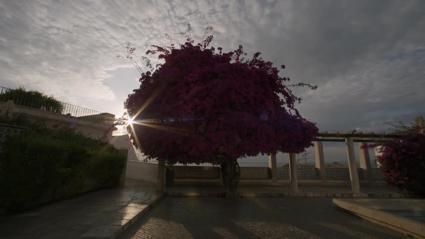Tree with purple leaves in a seaside square