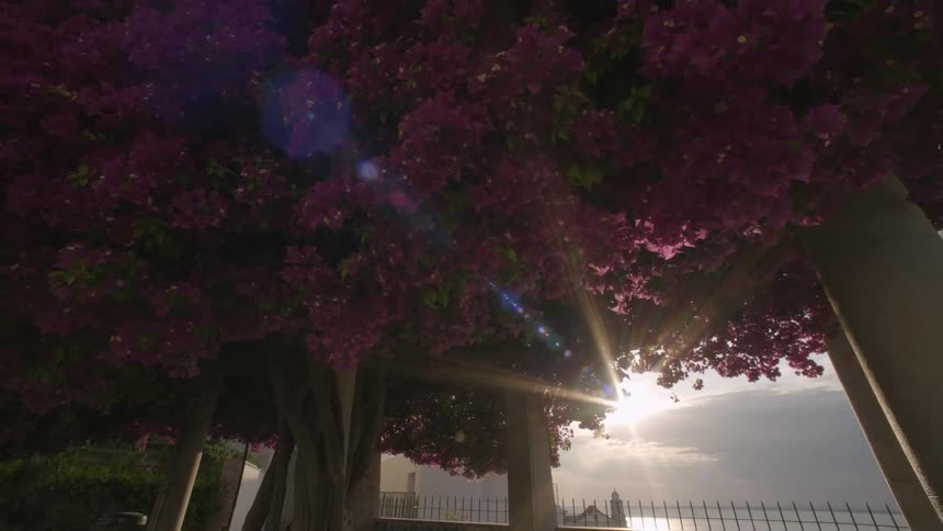 A patio under a bougainvillea with red flowers with sunlight filtering through