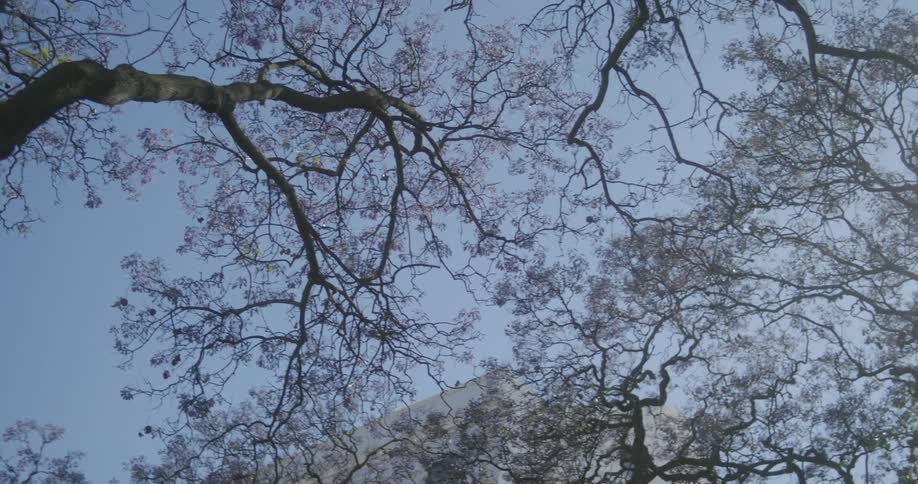 Trees in a park near a building with new buds growing on branches in the spring