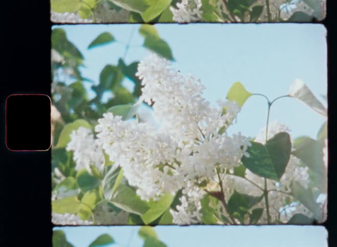 White flowers in the middle of green leaves of a thin tree