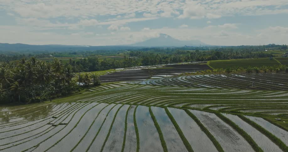 Panorama of hills with water agriculture surrounded by palm trees and vegetation