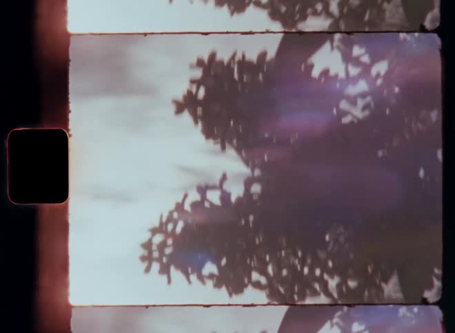 Close up of a branch with leaves and a reflection of the sun