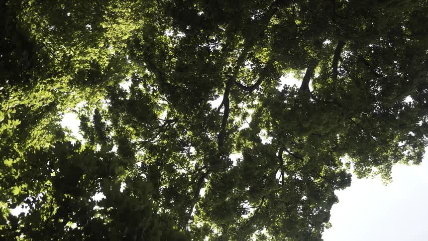 View from beneath a dense canopy of trees with sunlight filtering through the leaves