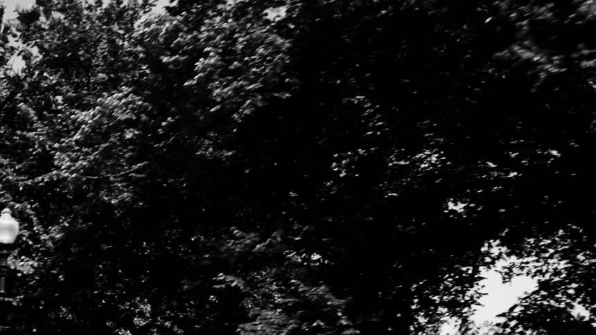 Trees and lampposts in the city