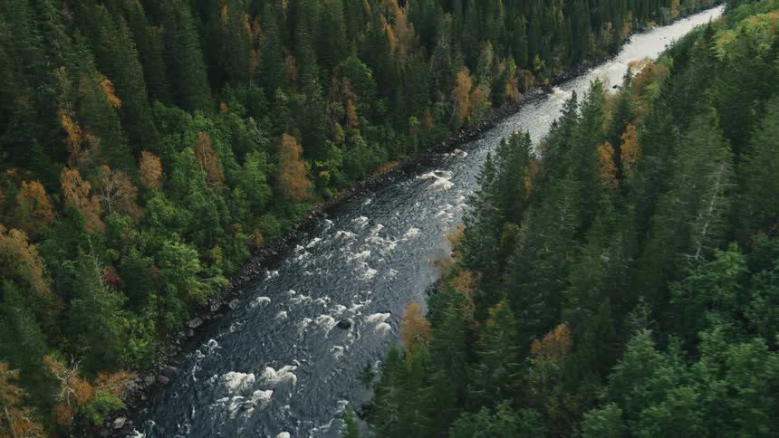 A river with a strong current that passes through pine forests seen from above