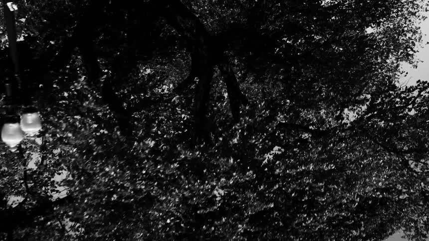 Monochrome upside down footage of trees and streetlamps