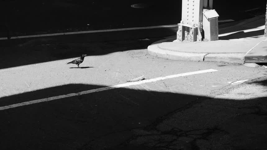 Bird walking on a paved road picking up food with its beak and flying away