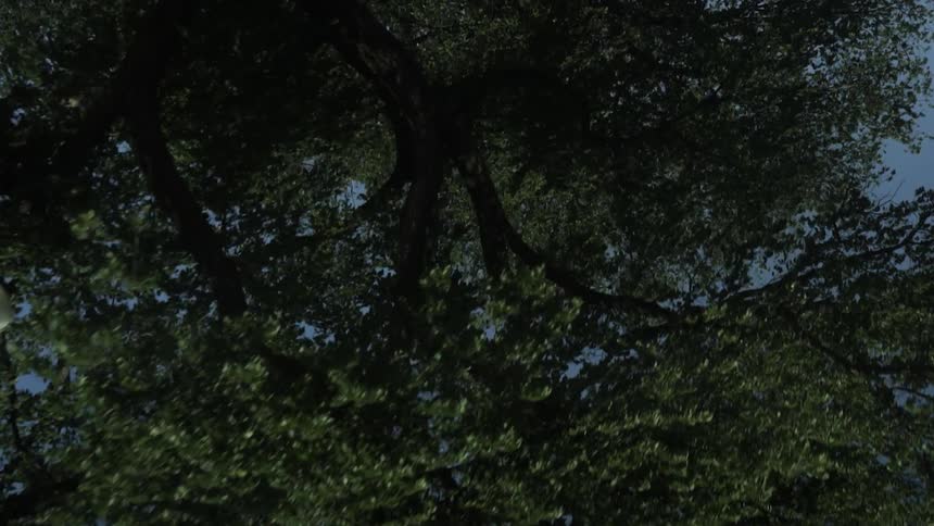 Upward view of an unlit streetlight during the day in a tree next to it