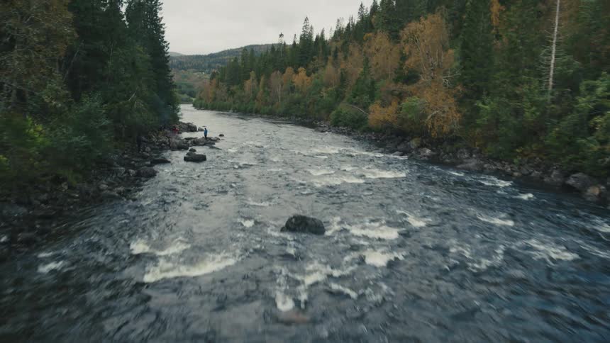 A river with a strong current of water and there are pine trees on the banks