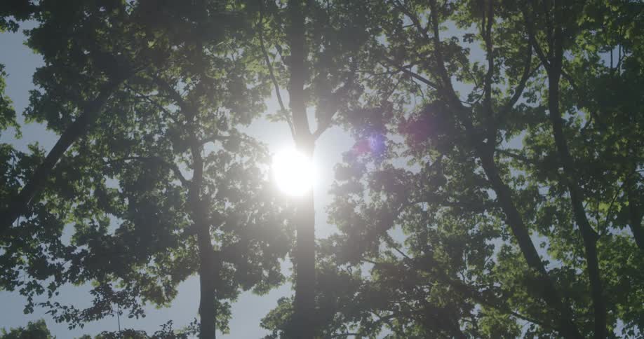 View of the sky through a canopy of tree leaves with the sun peeking through