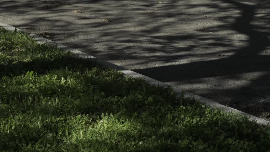 Closeup view of a grassy area next to a concrete curb under the shadows of tree branches