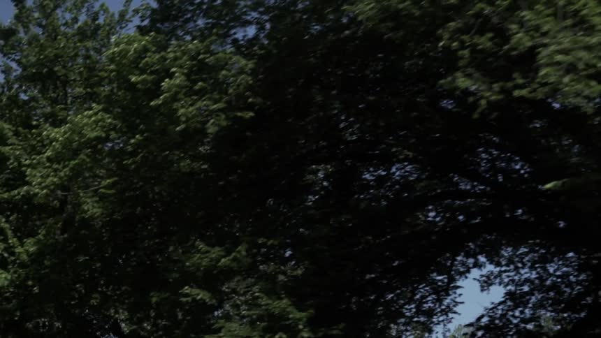 Lamppost with two white spheres is positioned against a background of dense green foliage
