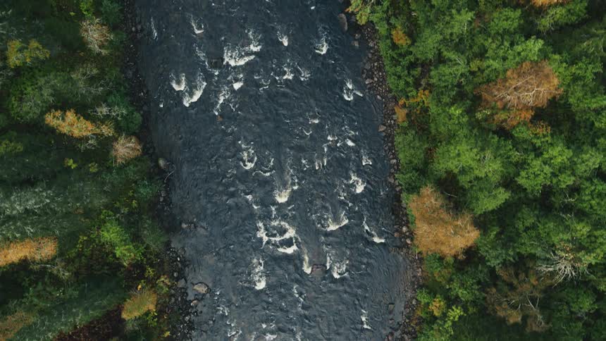 Aerial view of a river bordered by dense forests on both sides with white foam and ripples indicating rapid water flow