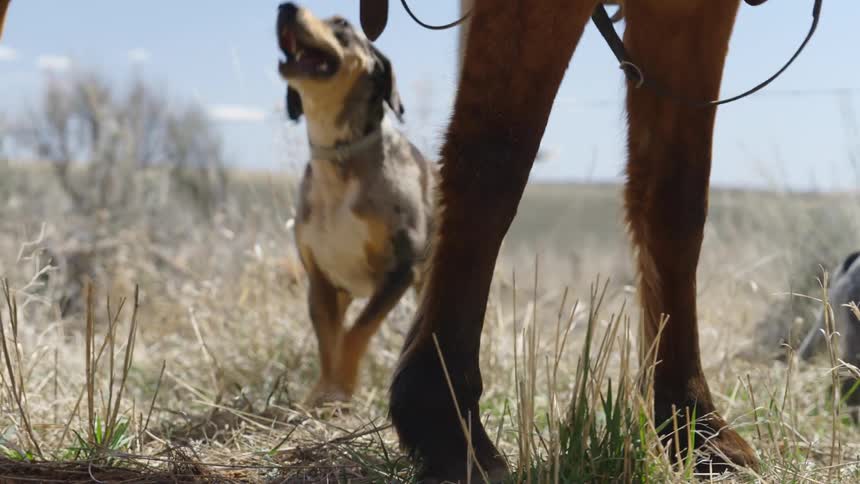 Two dogs barking and running as their owner gets up and rides a horse