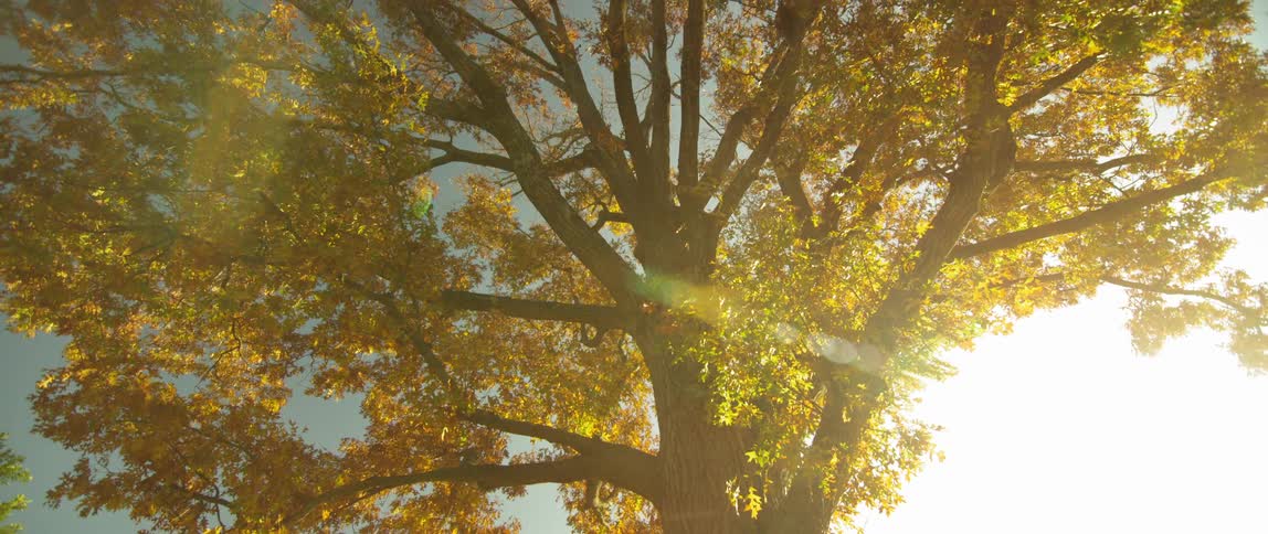 Leaves are yellowing on a tall tree