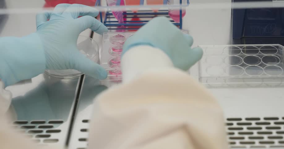 Hands wearing blue gloves handle cell culture plates inside a biosafety cabinet in a laboratory