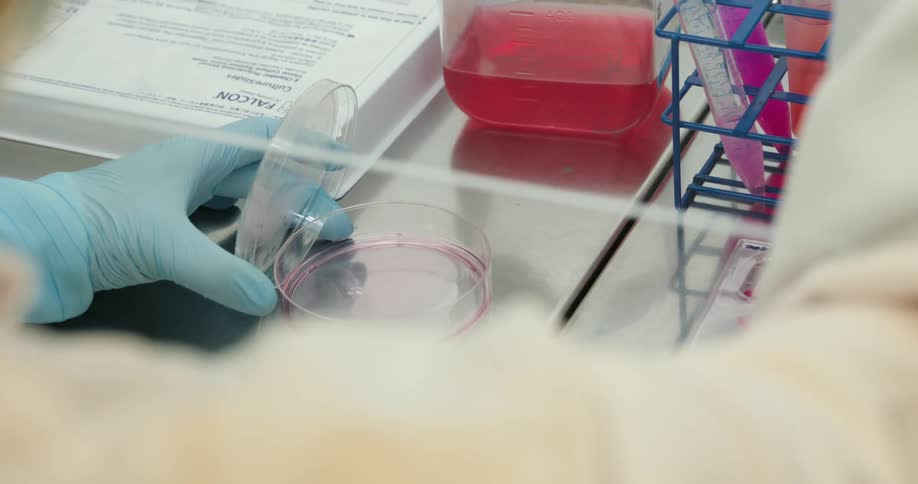 A scientist wearing gloves uses a pipette to transfer liquid into a petri dish likely conducting laboratory research