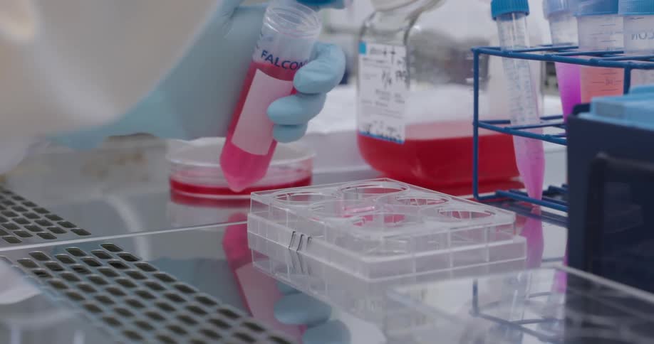 Scientist uses a pipette to transfer red fluid from a test tube to a test dish