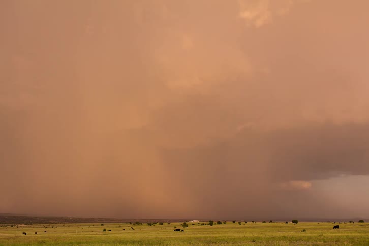 Cows graze on grass as a storm is rolling in