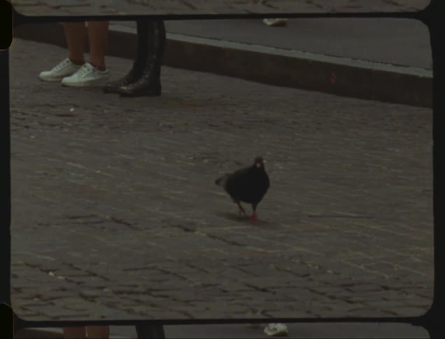 A clip of a lively New York City street with a pigeon
