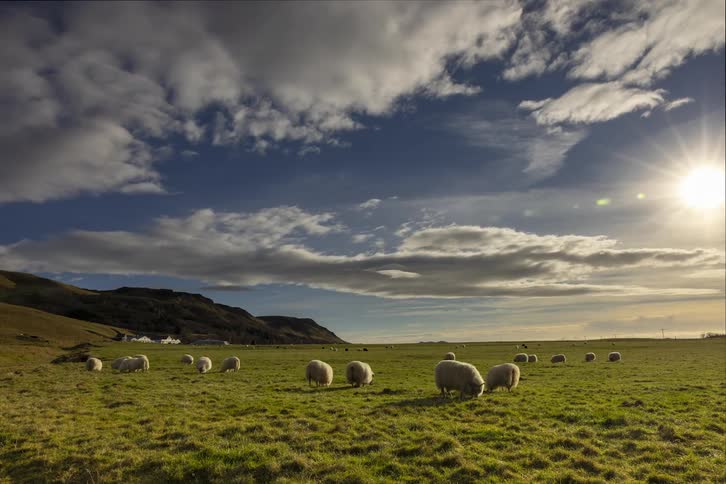 Sheep graze in a pasture under scattered clouds on a sunny day