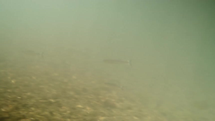 A school of fish swimming in a pond