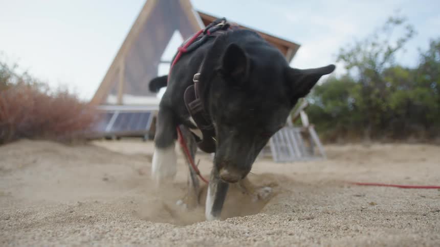Panting dog digs a hole near a small aline structure