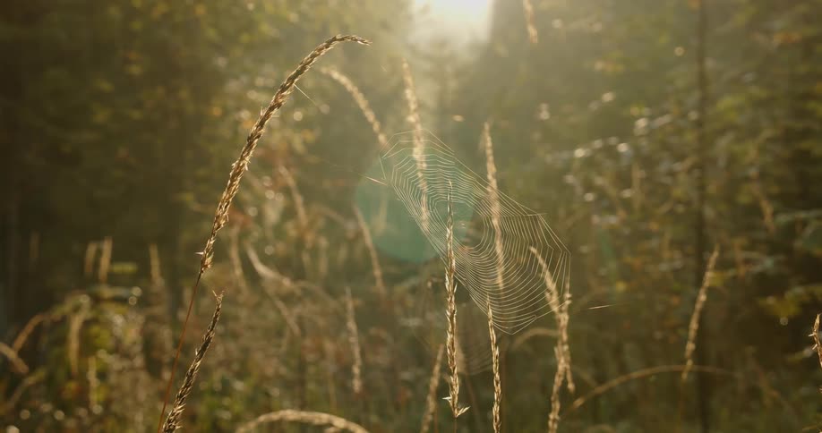 A spider web made between some grass branches in an outdoor with strong sunlight coming from the sky