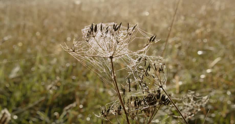 A spiderweb glistening with dew hangs from a tall plant in a field