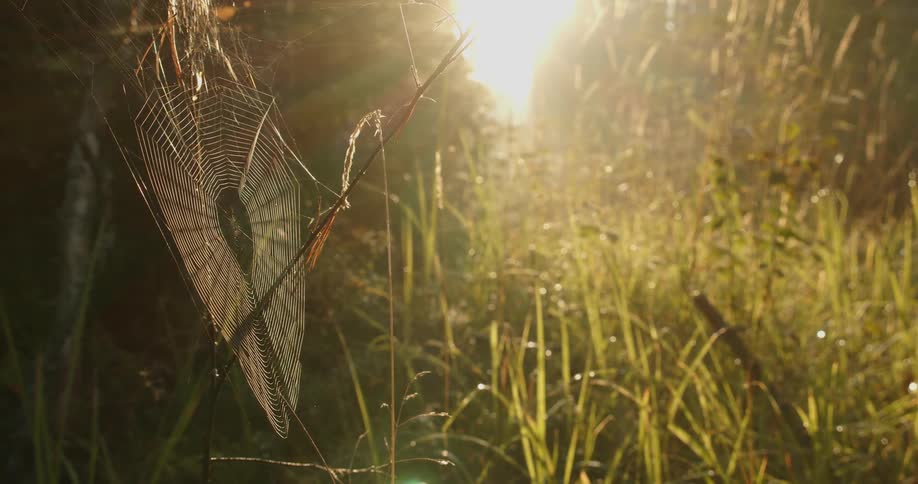 Large spider web in tall grass with sun reflection in the background