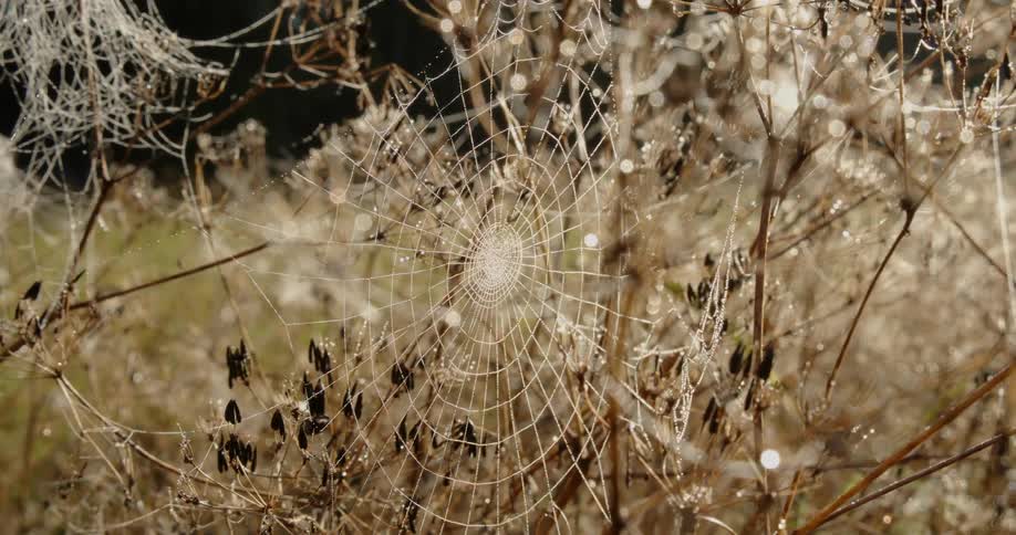 Close up of tall dry grass with a large spider web